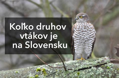 Ilustrácia rôznych druhov vtákov v prírode