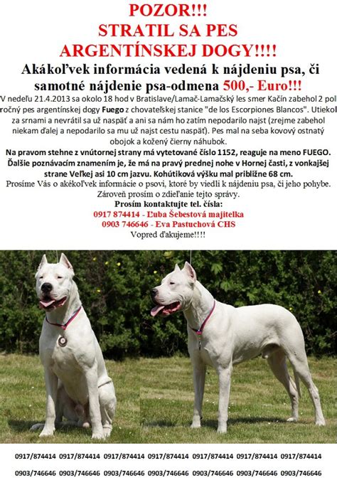 Šteňa Argentínskej dogy pri hre