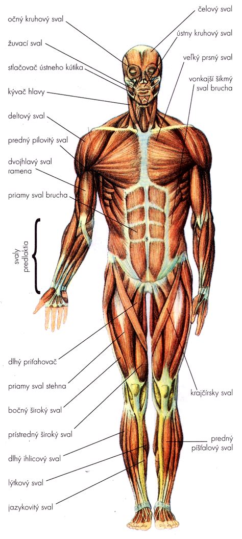 Schéma svalovej sústavy a jej fungovania