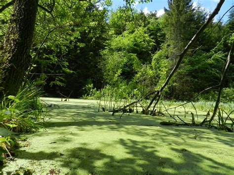 Močiar s rastlinami a žabkami