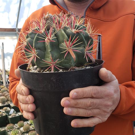 Ferocactus s odnožami