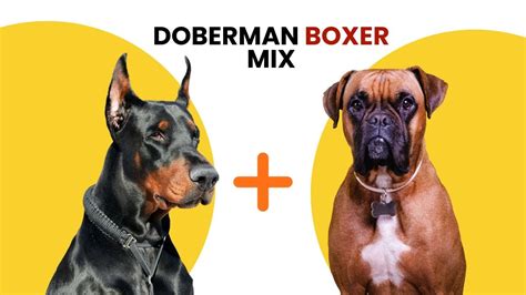 Ilustrácia psov s krátkou srsťou (napr. boxer, doberman, dalmatín)