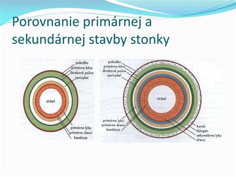 Porovnanie listov a stonky zornice a amarylky