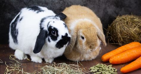 Rôznorodá strava zakrslého králika: seno, zelenina, ovocie