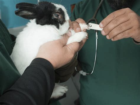 Starostlivosť o srsť a pazúriky králika