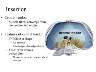 Schéma fascilálnych reťazcov v tele (central tendon)