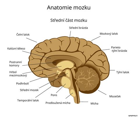 Ilustrácia mozgu s vyznačenými oblasťami zodpovednými za čítanie a učenie