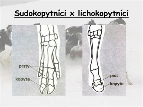 Schéma čistenia kopyta
