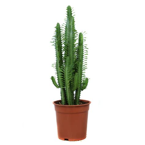 Ilustrácia prýštca trojhranného (Euphorbia trigona)