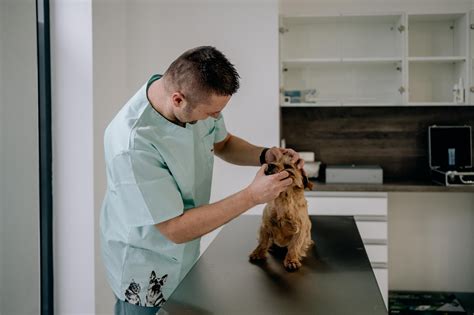 Veterinár vyšetrujúci psa pred operáciou