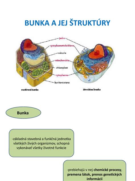 Diagram vlastníckej štruktúry Norm Benzikút
