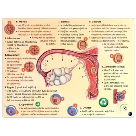 Ilustrácia ženských genitálií