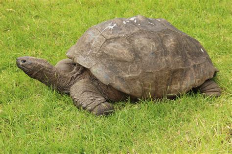 Seychelská obrovská korytnačka