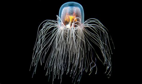 Turritopsis dohrnii