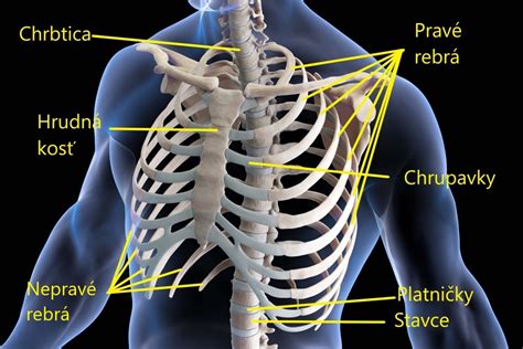 Anatomické znázornenie hrudníka