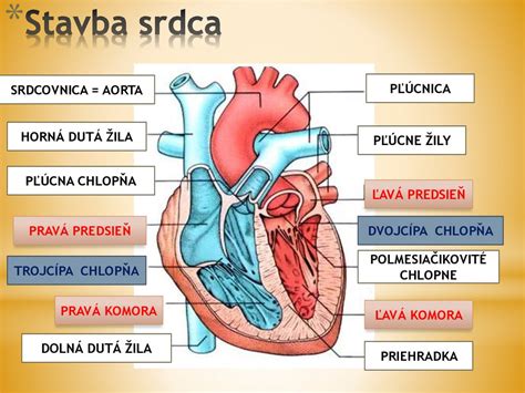 Symbol srdca rozdelené na dve časti