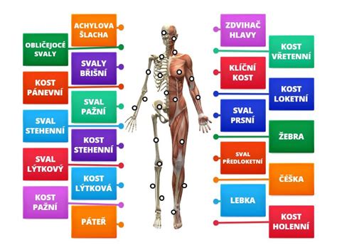 Ilustrácia pôsobenia magnetických impulzov na svaly