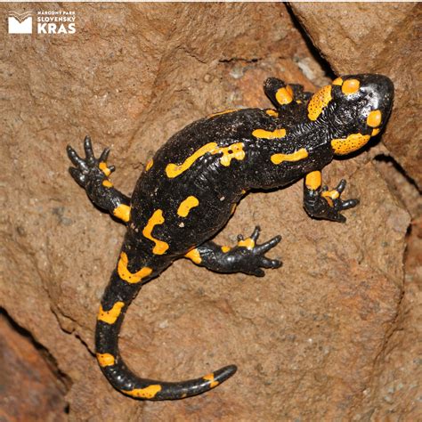 Salamandra škvrnitá s typickým sfarbením