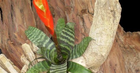 Vrízea lesklá (Vriesea splendens) s kvetným klasom