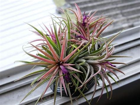 Rôzne druhy bromélií: Guzmánia, Achmea, Tillandsia