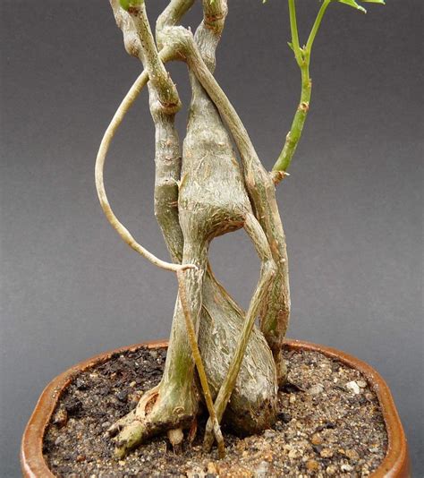 Cissus tuberosa kmeň