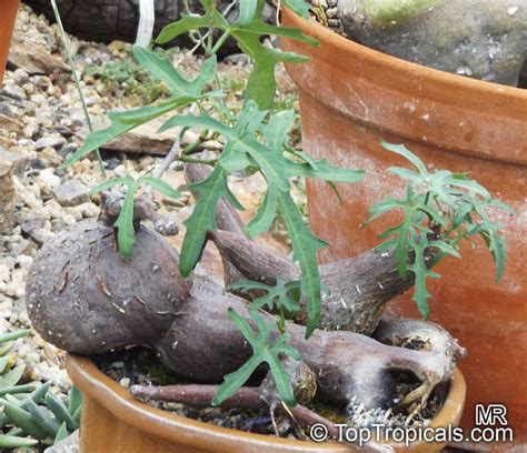 Zalievanie Cissus tuberosa