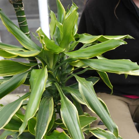 Dracaena fragrans massangeana