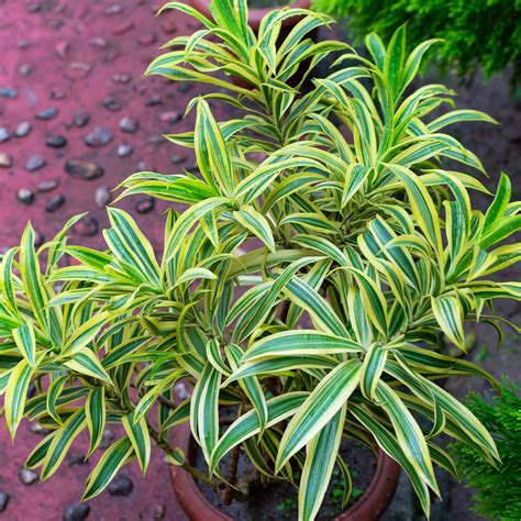 Dracaena Reflexa