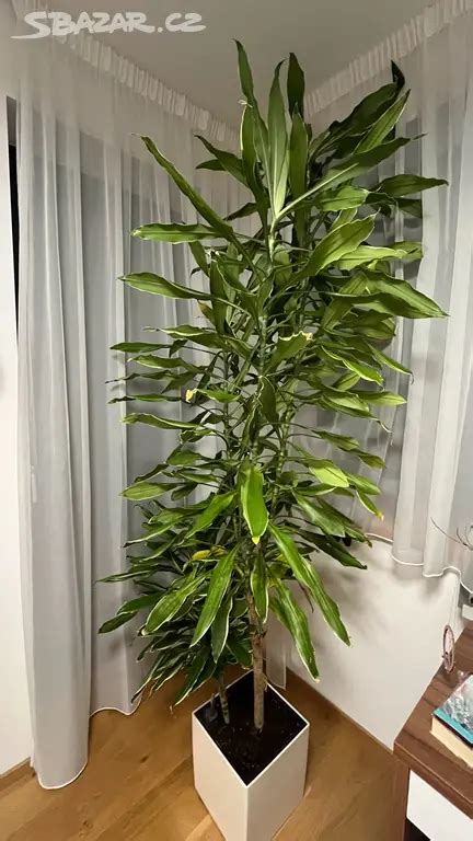 Dracena voňavá v interiéri