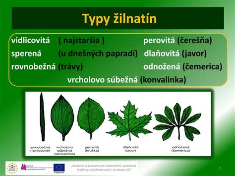 Typy listov Carmona bonsaj