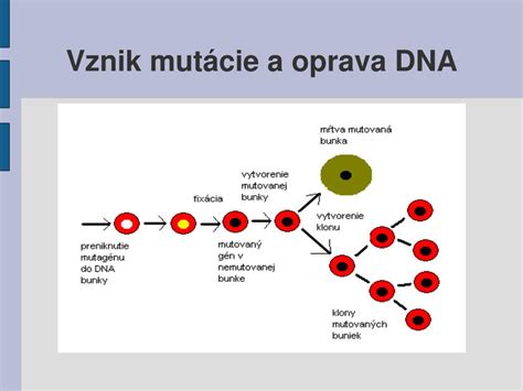 Genetické mutácie a starnutie buniek