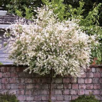Skalková vŕba 'White Cat' s kvetmi