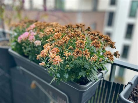 Verbena v kvetináčoch na balkóne