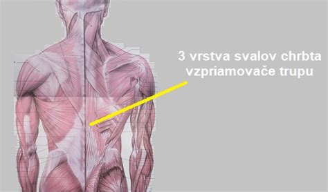 Ilustrácia chrbtice a svalov chrbta
