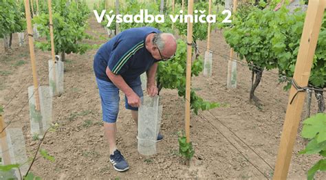 Výsadba mladého viniča do pripravenej jamy