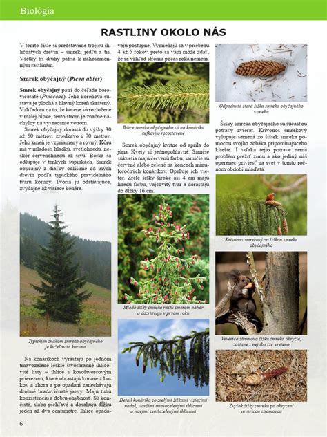 Ilustrácia mravcov a komárov okolo rastliny