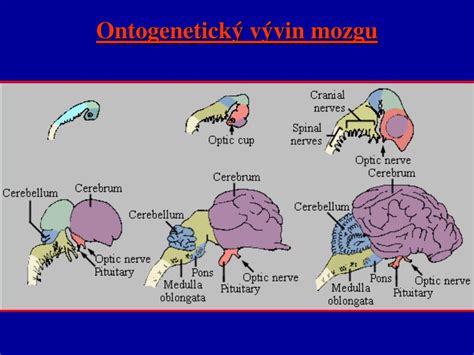 Schéma nervových buniek a synapsií v mozgu