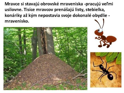 Schéma mraveniska
