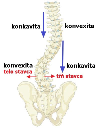 Ilustrácia chrbtice v tvare S