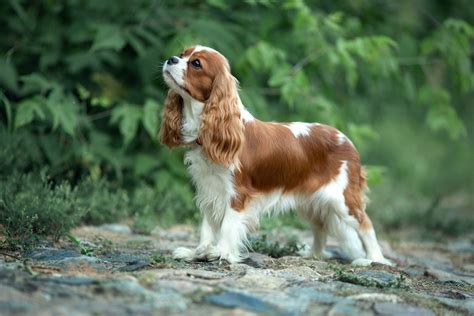 Cavalier King Charles Španiel v interiéri