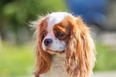 Čistenie uší Cavalier King Charles Španiela