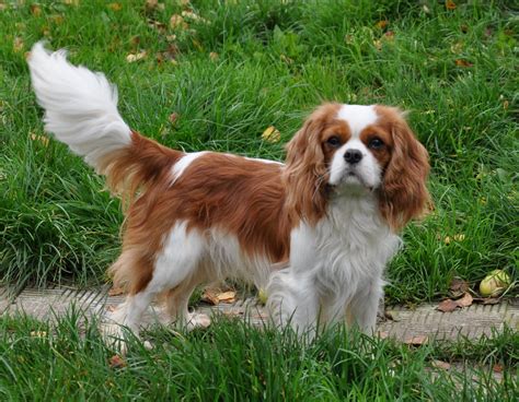 Veterinárna prehliadka Cavalier King Charles Španiela