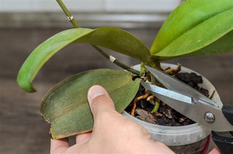 Postup strihania orchidey po odkvitnutí
