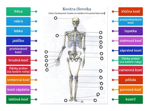 Schematický diagram evolúcie človeka