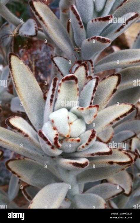 Detail listov Kalanchoe tomentosa