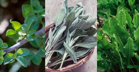 Kalanchoe sa v tradičnej medicíne používa na liečbu rôznych ochorení