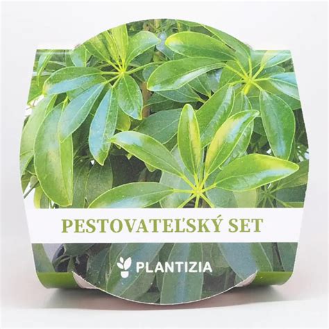 Návod na presádzanie rastliny Schefflera