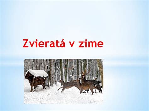 Zvieratá v zime