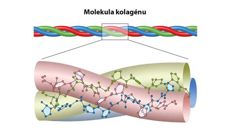 Molekula kolagénu a omladenie kože