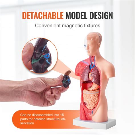 3D model ľudského trupu s vyznačenými orgánmi